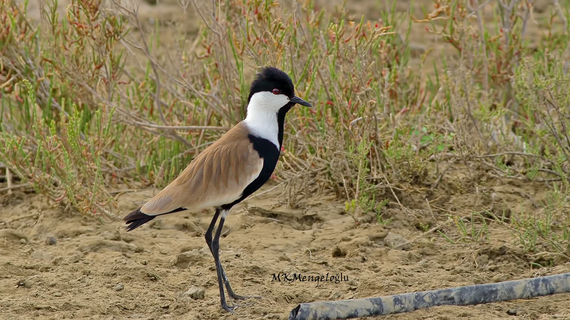 Spur-winged Lapwing