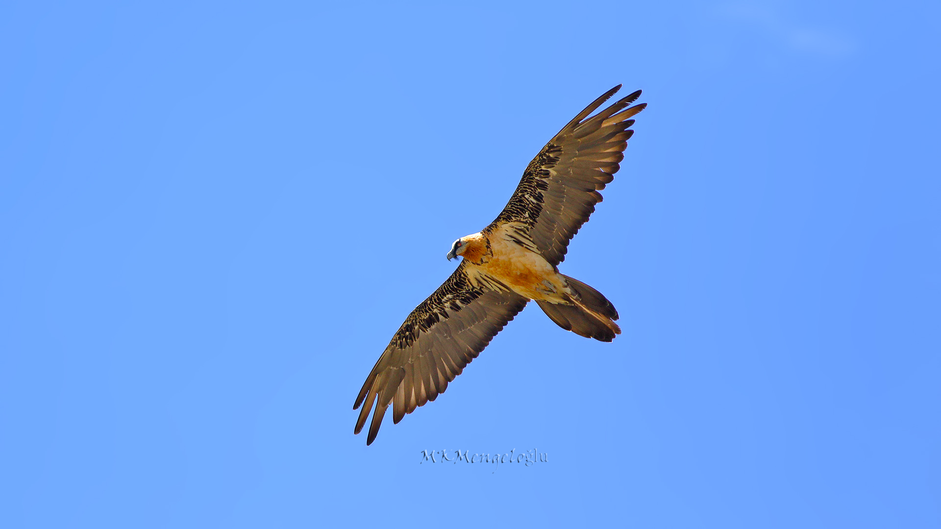 Bearded Vulture