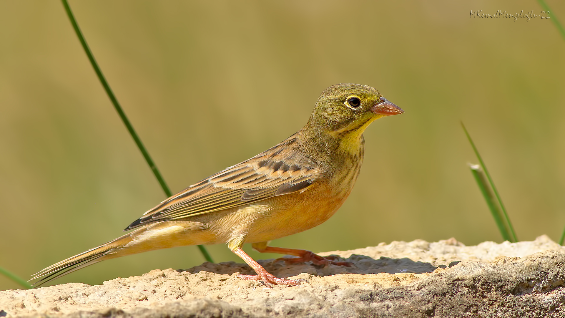 Ortolan Bunting