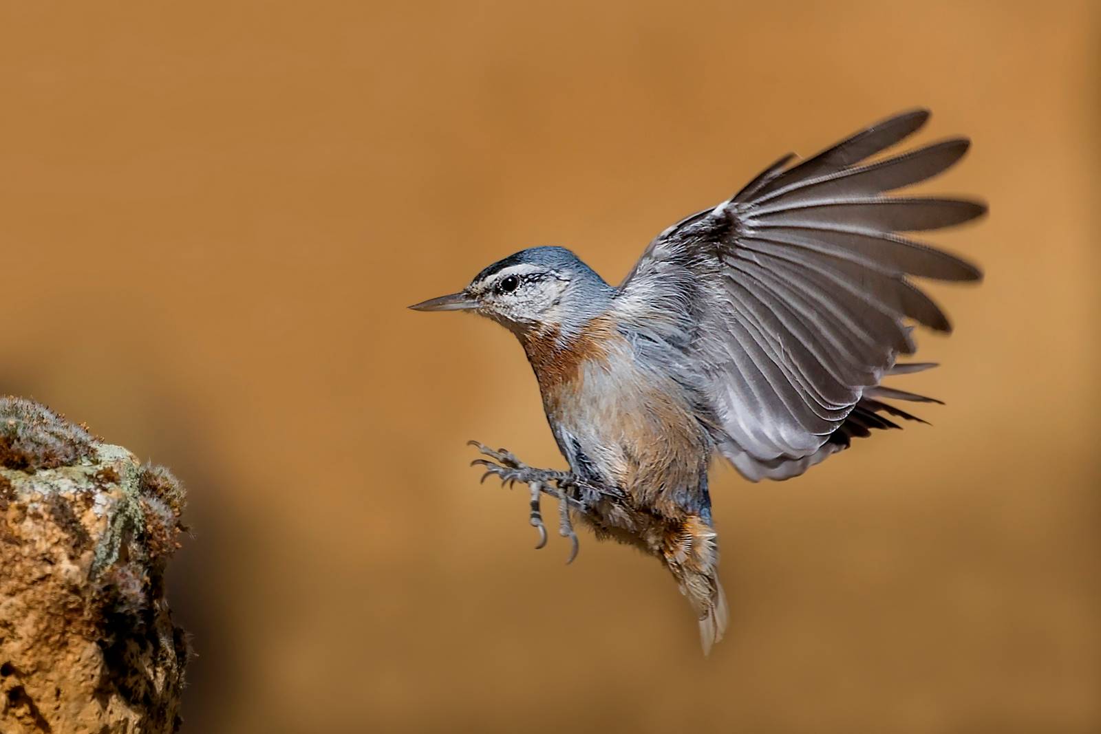 Krüper's Nuthatch