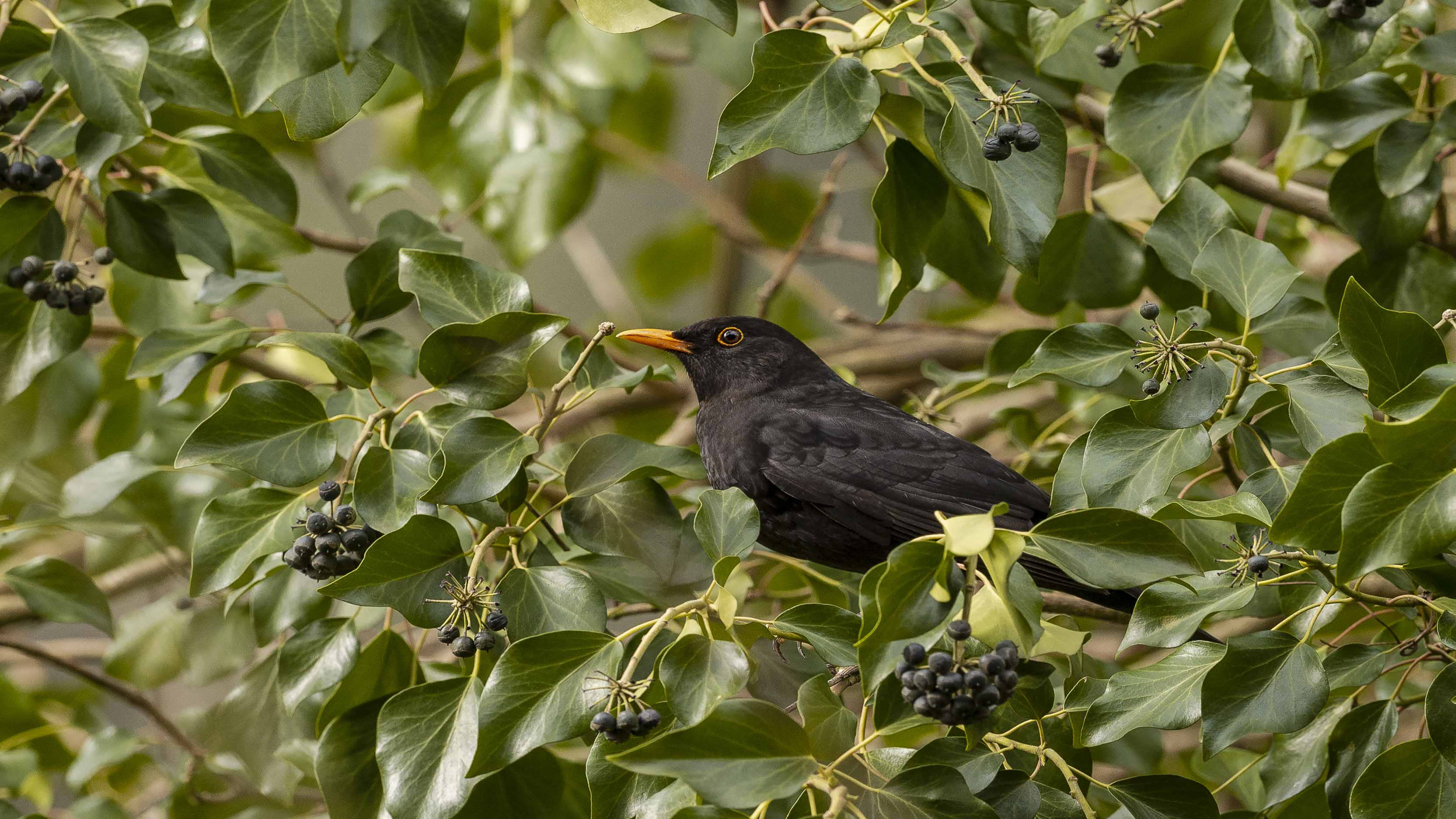 Eurasian Blackbird
