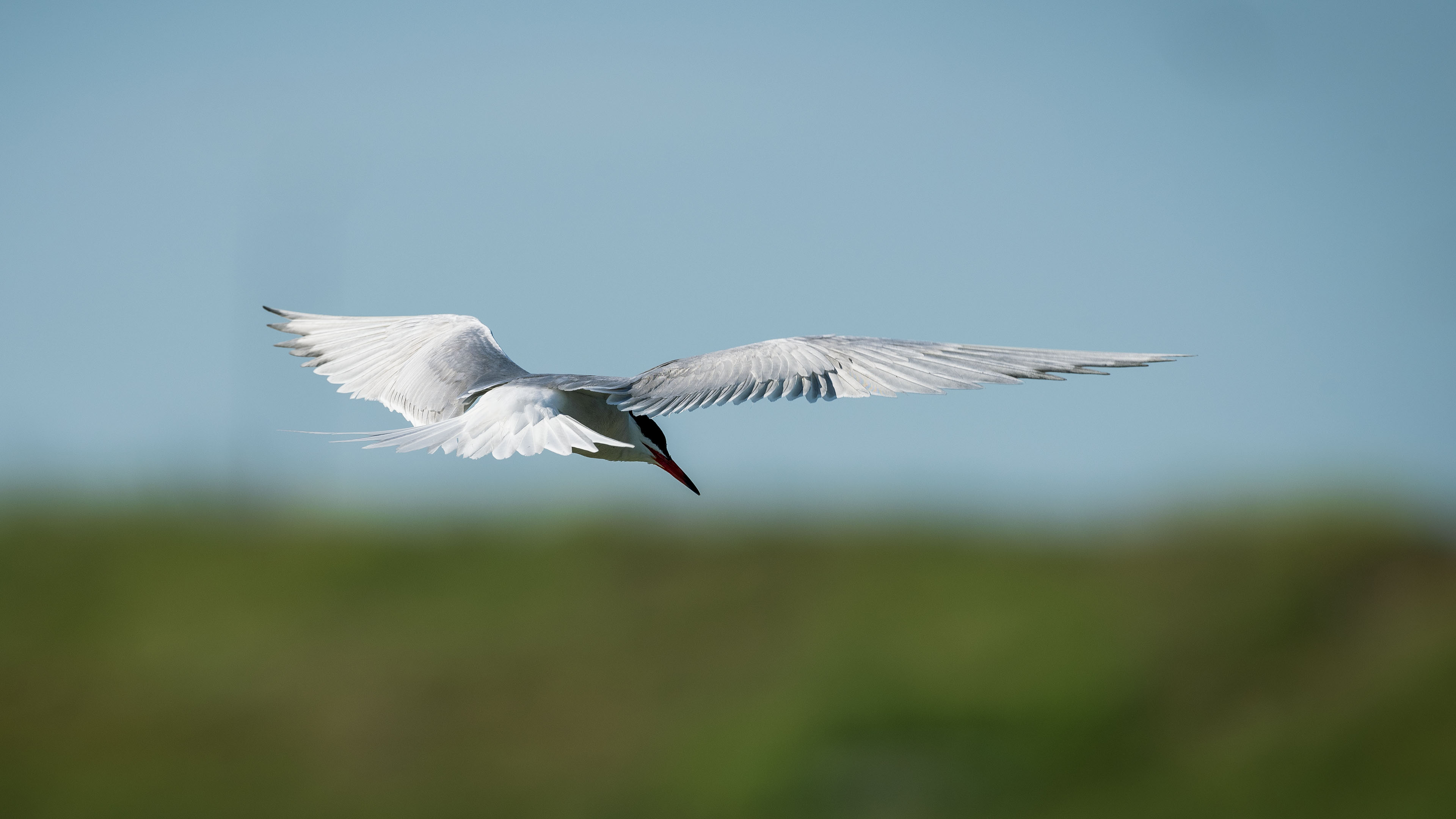 Common Tern