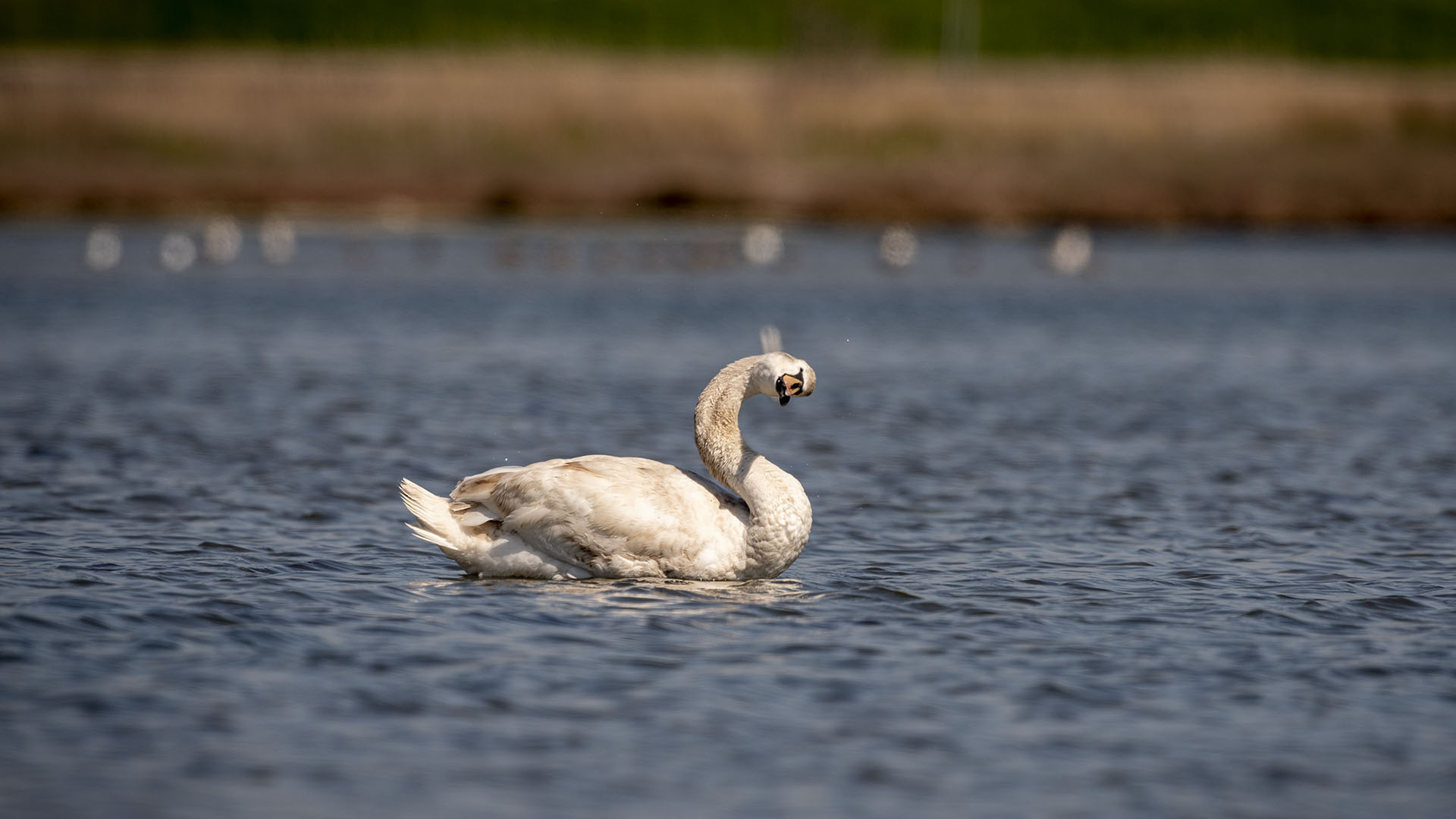 Mute Swan