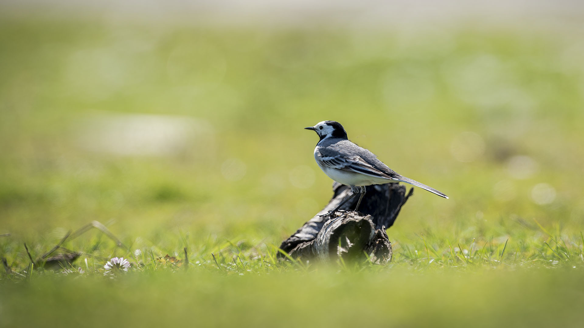 White Wagtail
