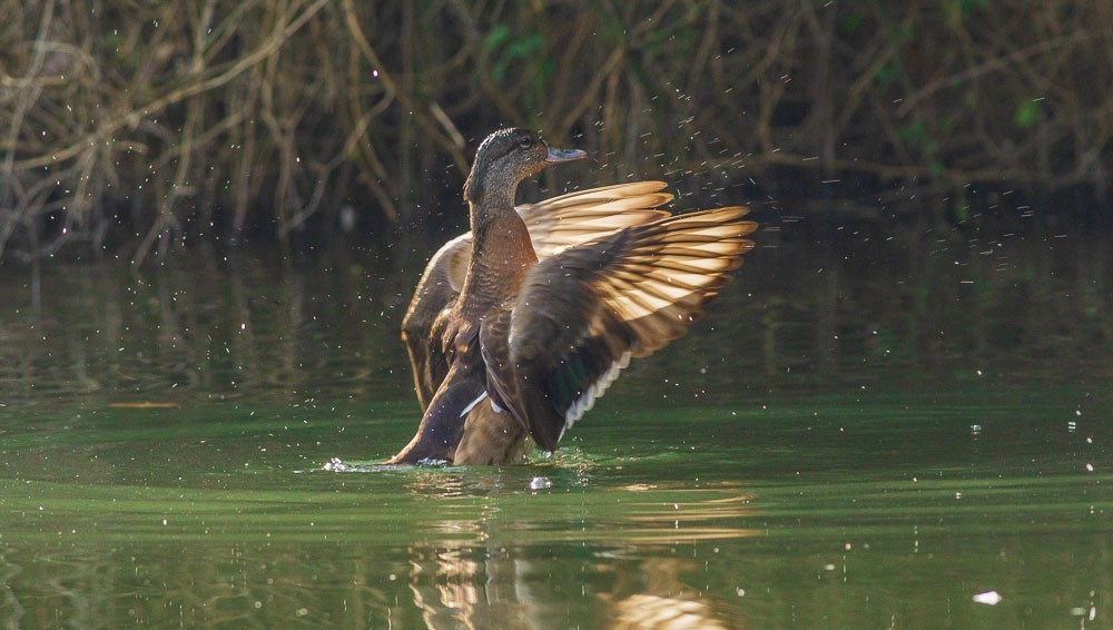 Mallard