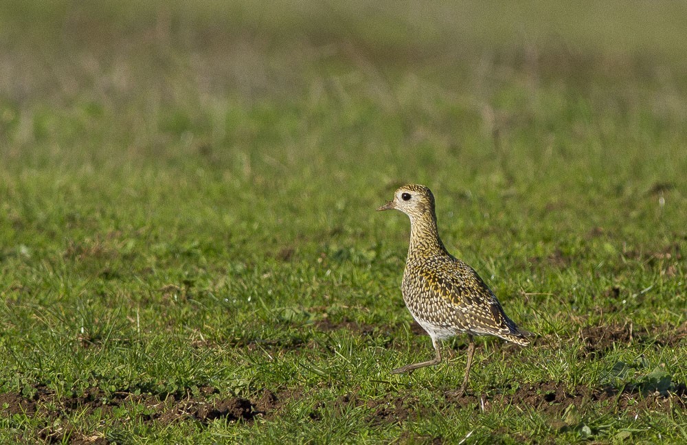 European Golden-Plover