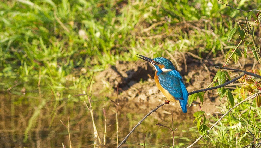 Common Kingfisher