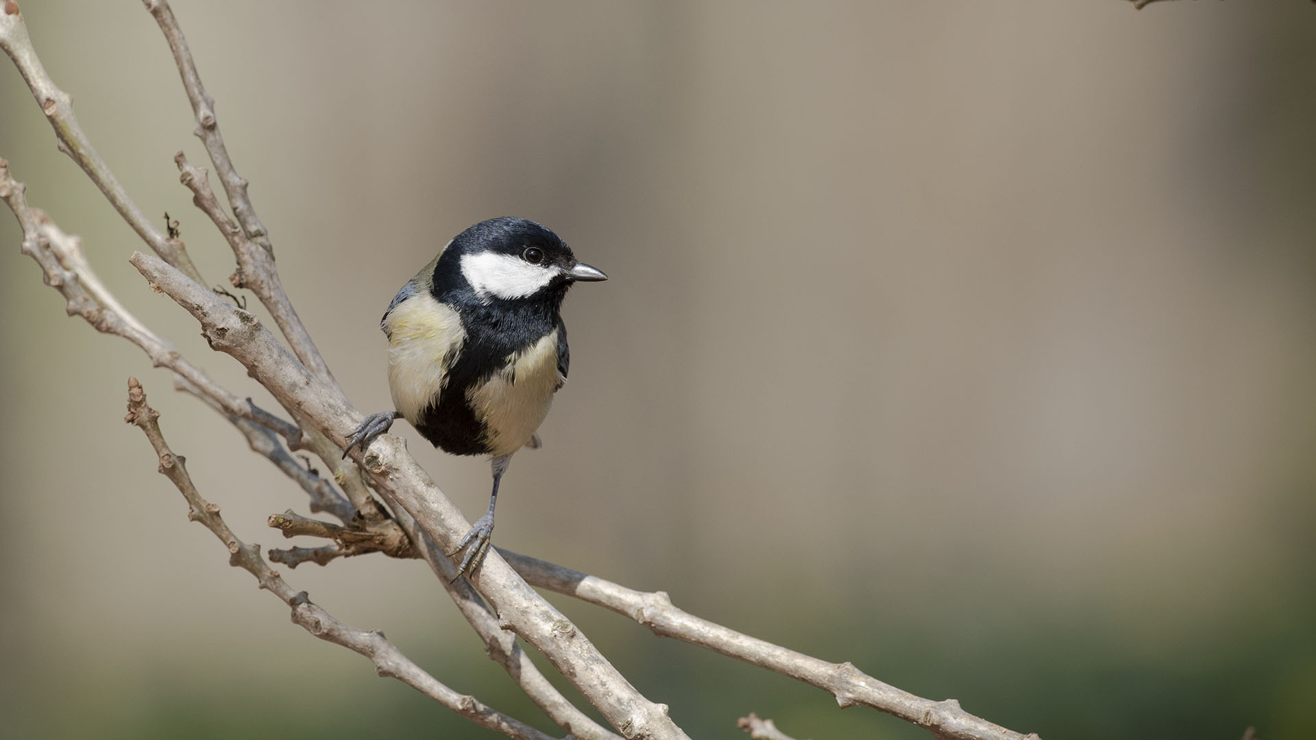 Great Tit