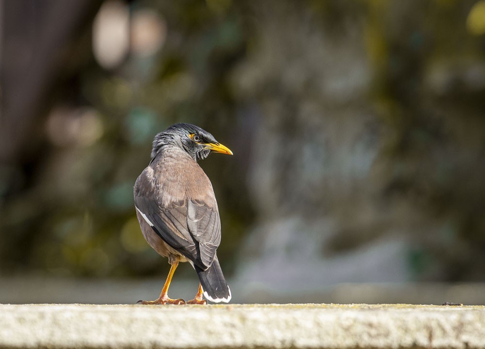 Common Myna