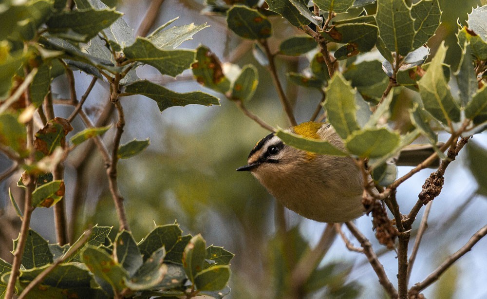 Common Firecrest
