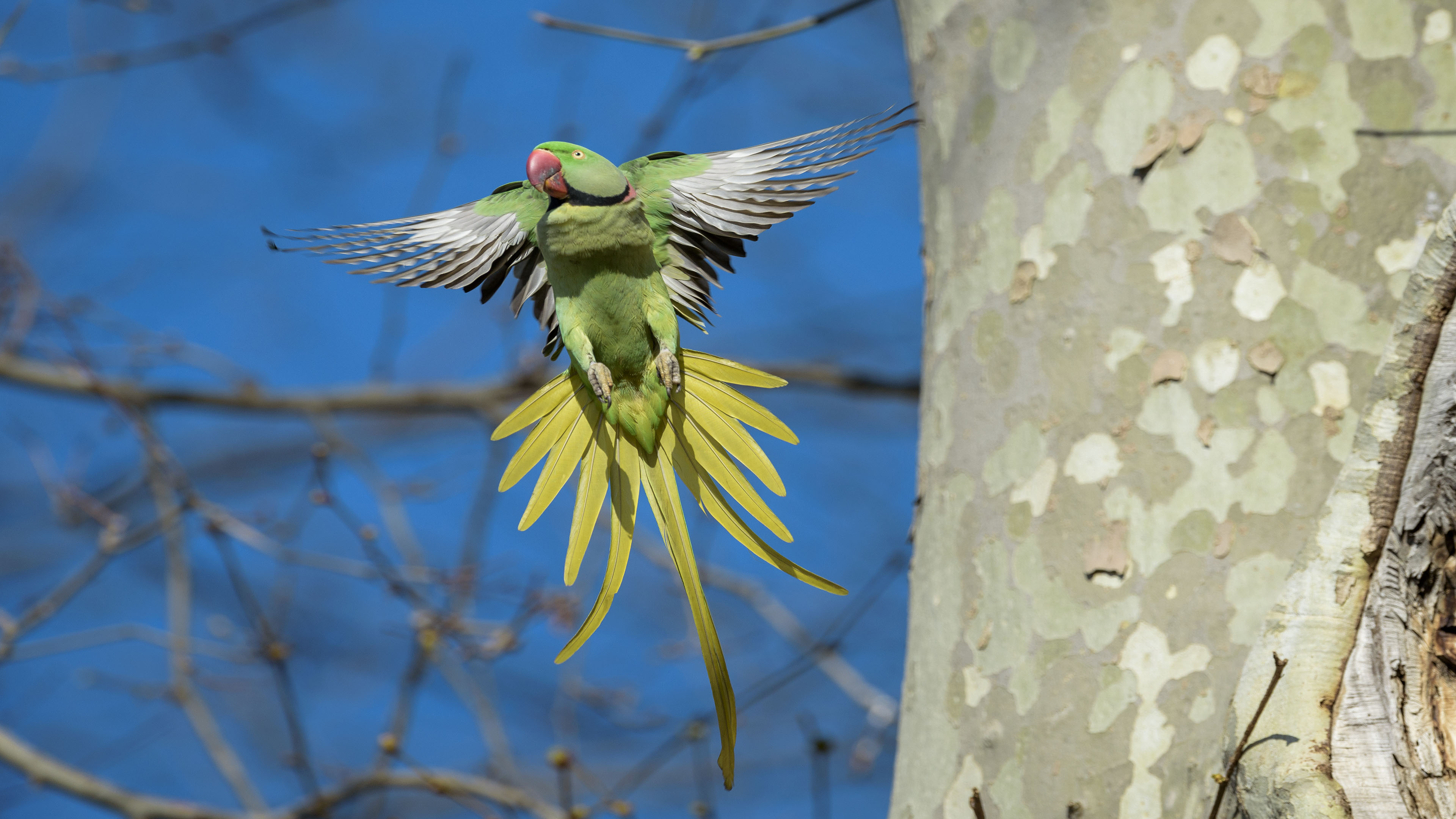 Rose-ringed Parakeet