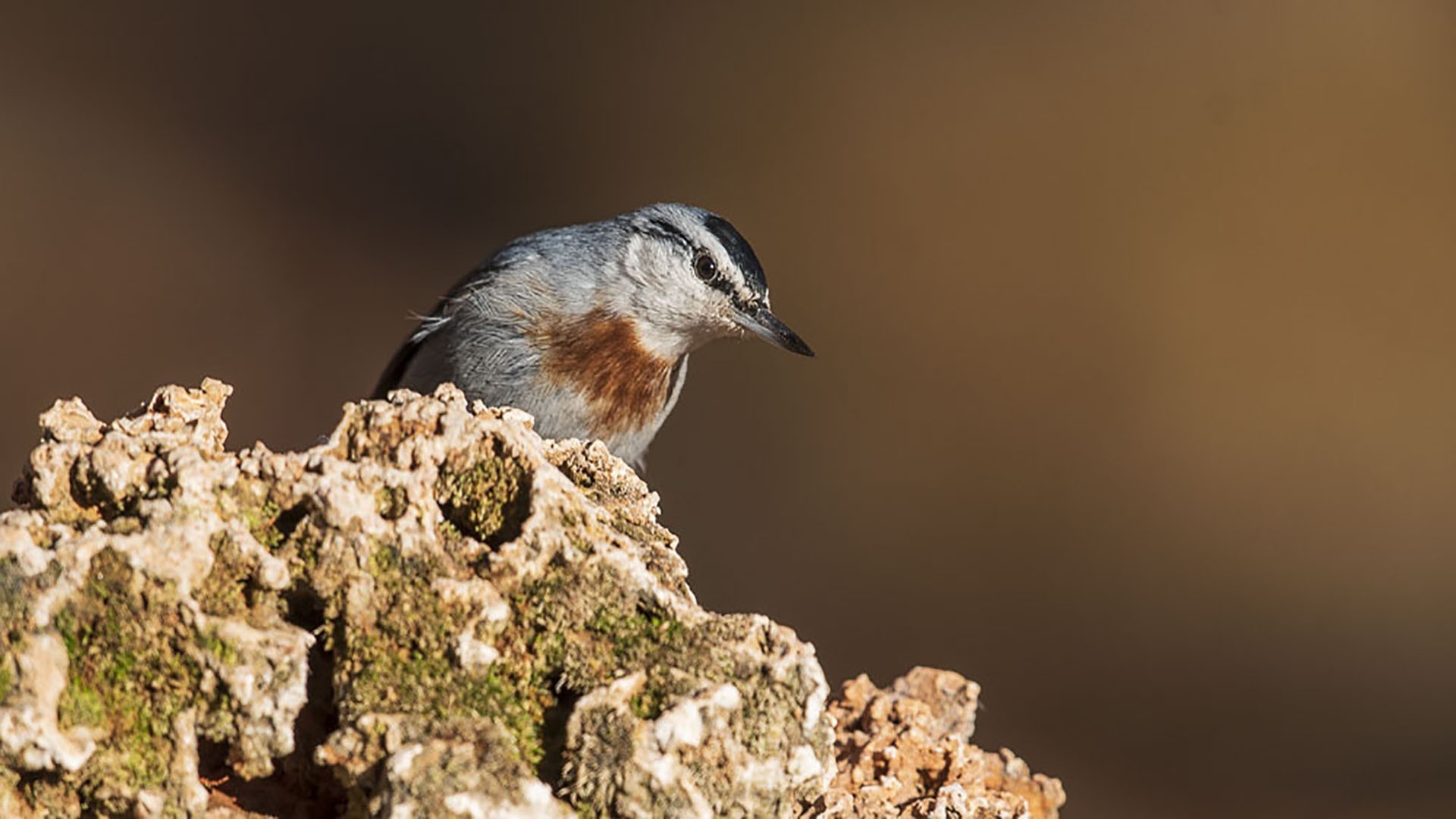 Krüper's Nuthatch