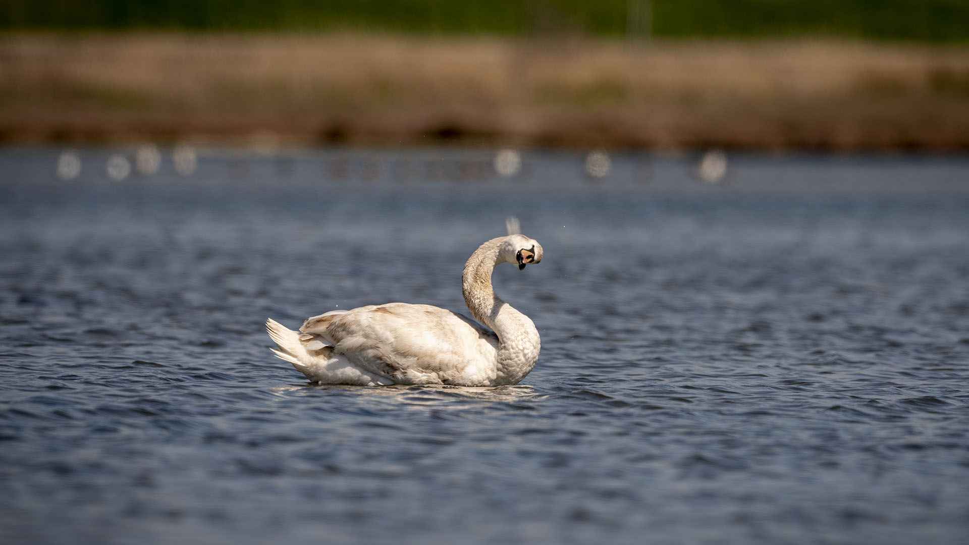 Mute Swan