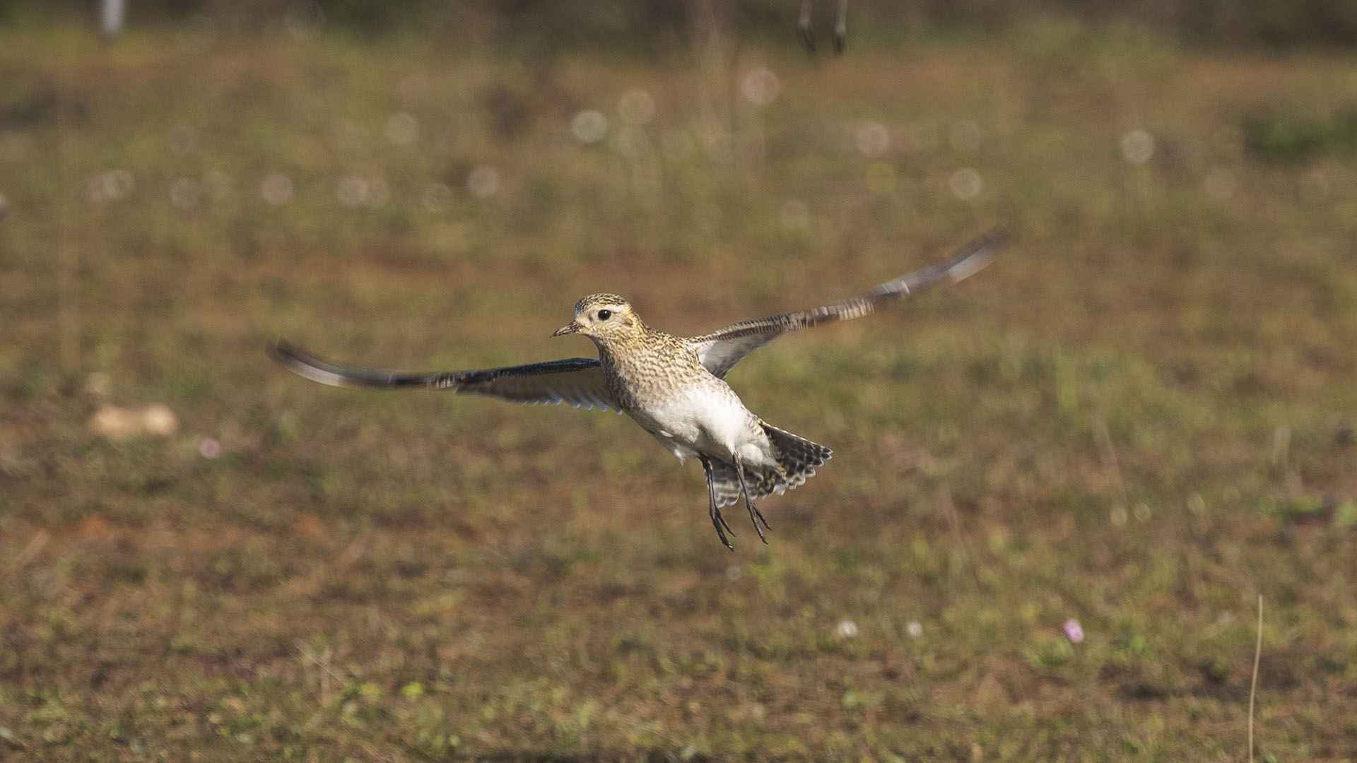 European Golden-Plover