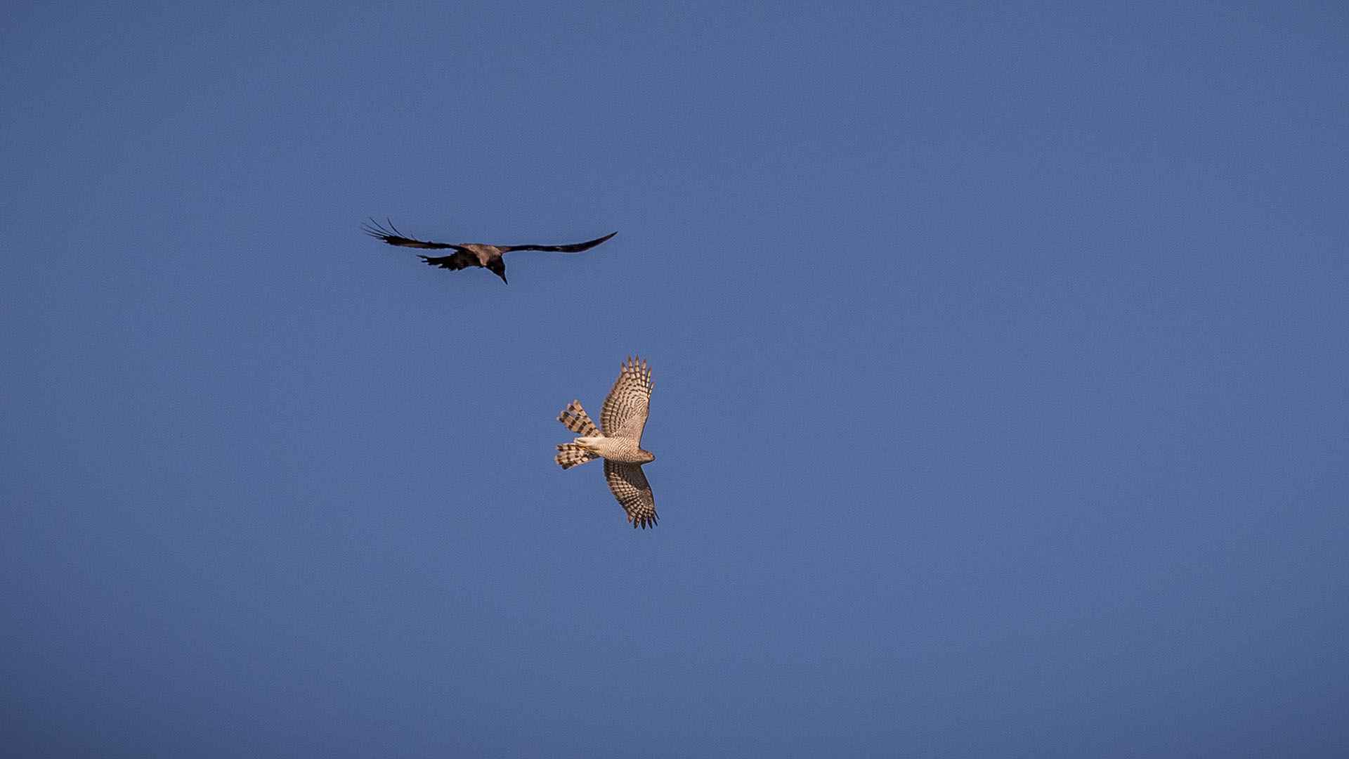 Eurasian Sparrowhawk
