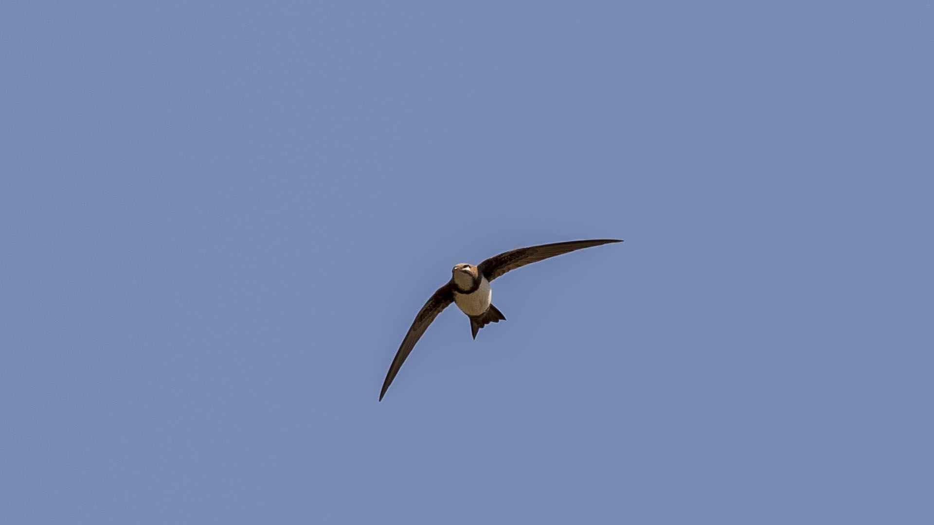 Alpine Swift