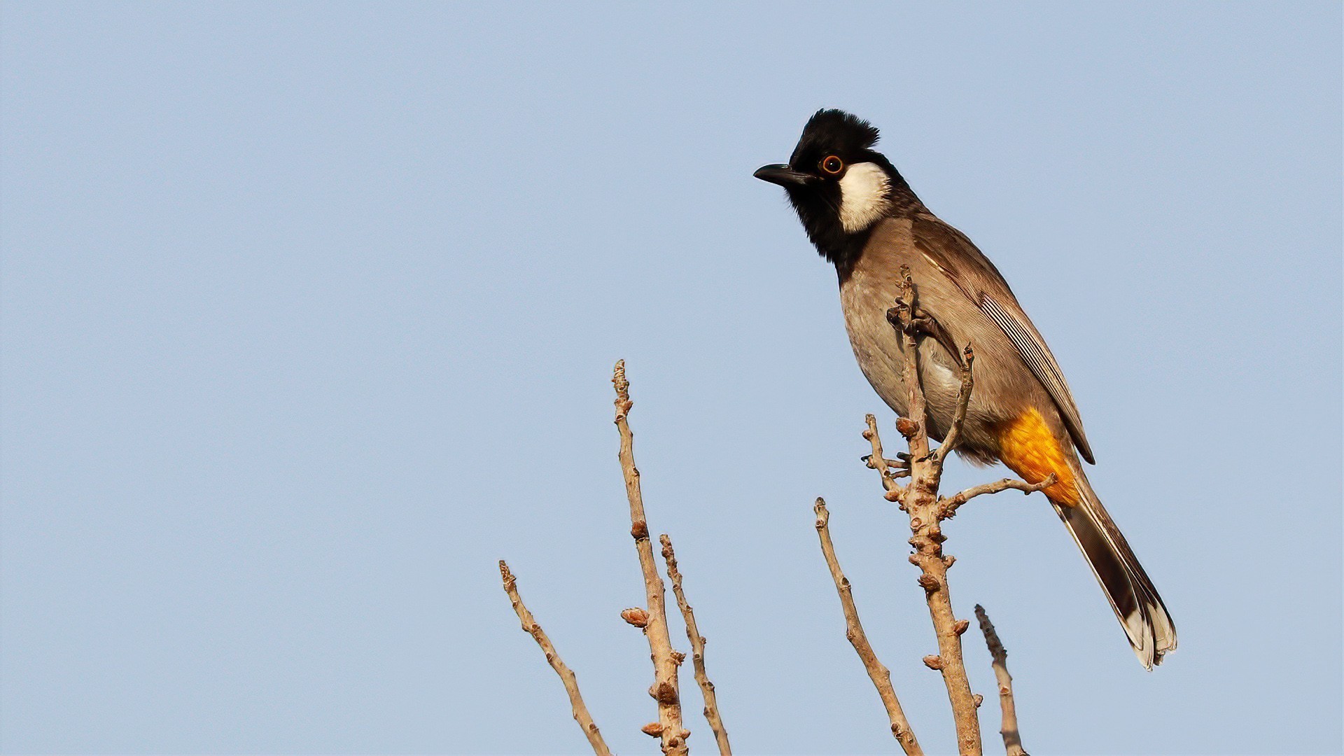 White-eared Bulbul