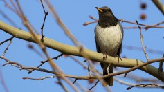 Black-throated Thrush