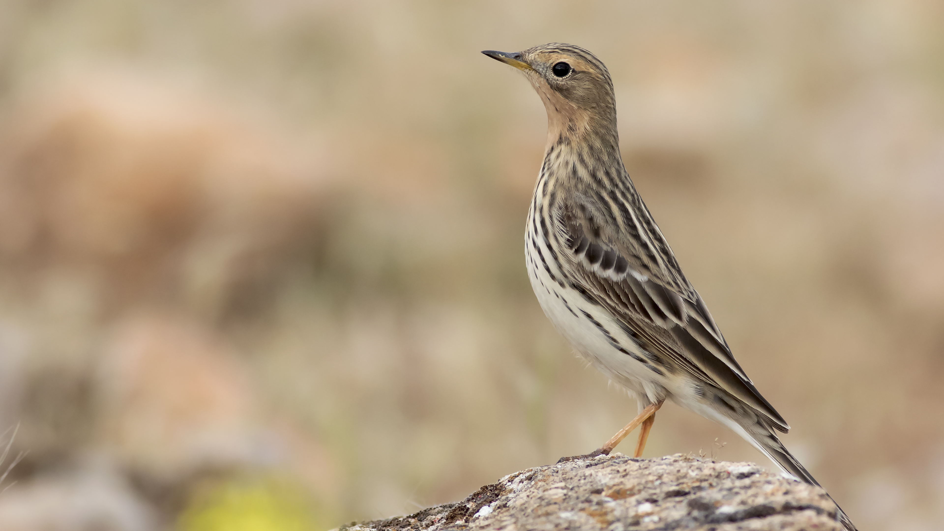 Red-throated Pipit — Ana fotoğraf