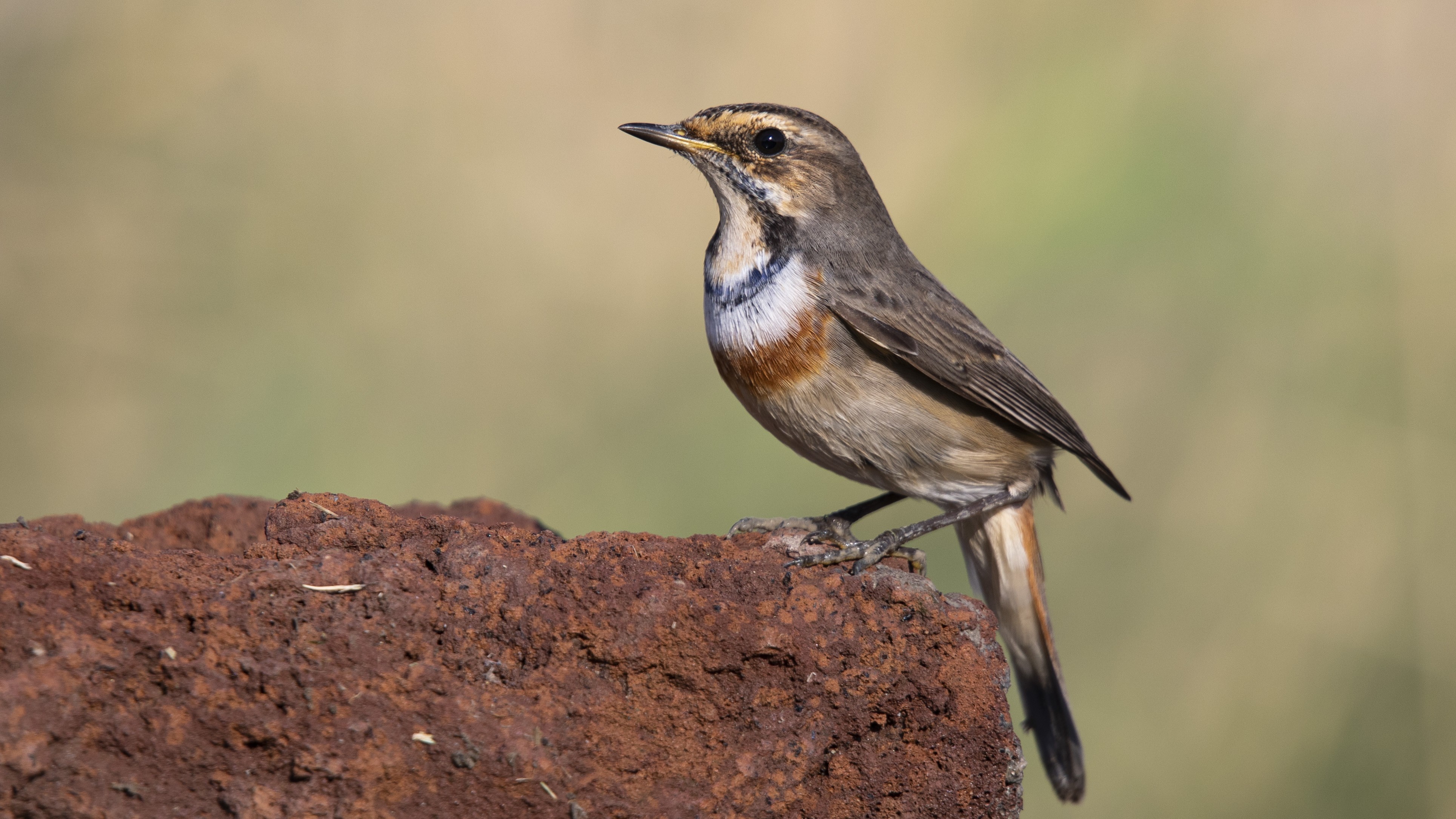 Bluethroat