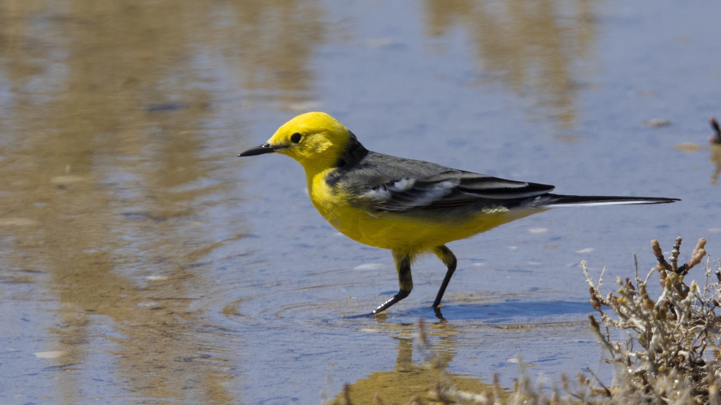 Citrine Wagtail