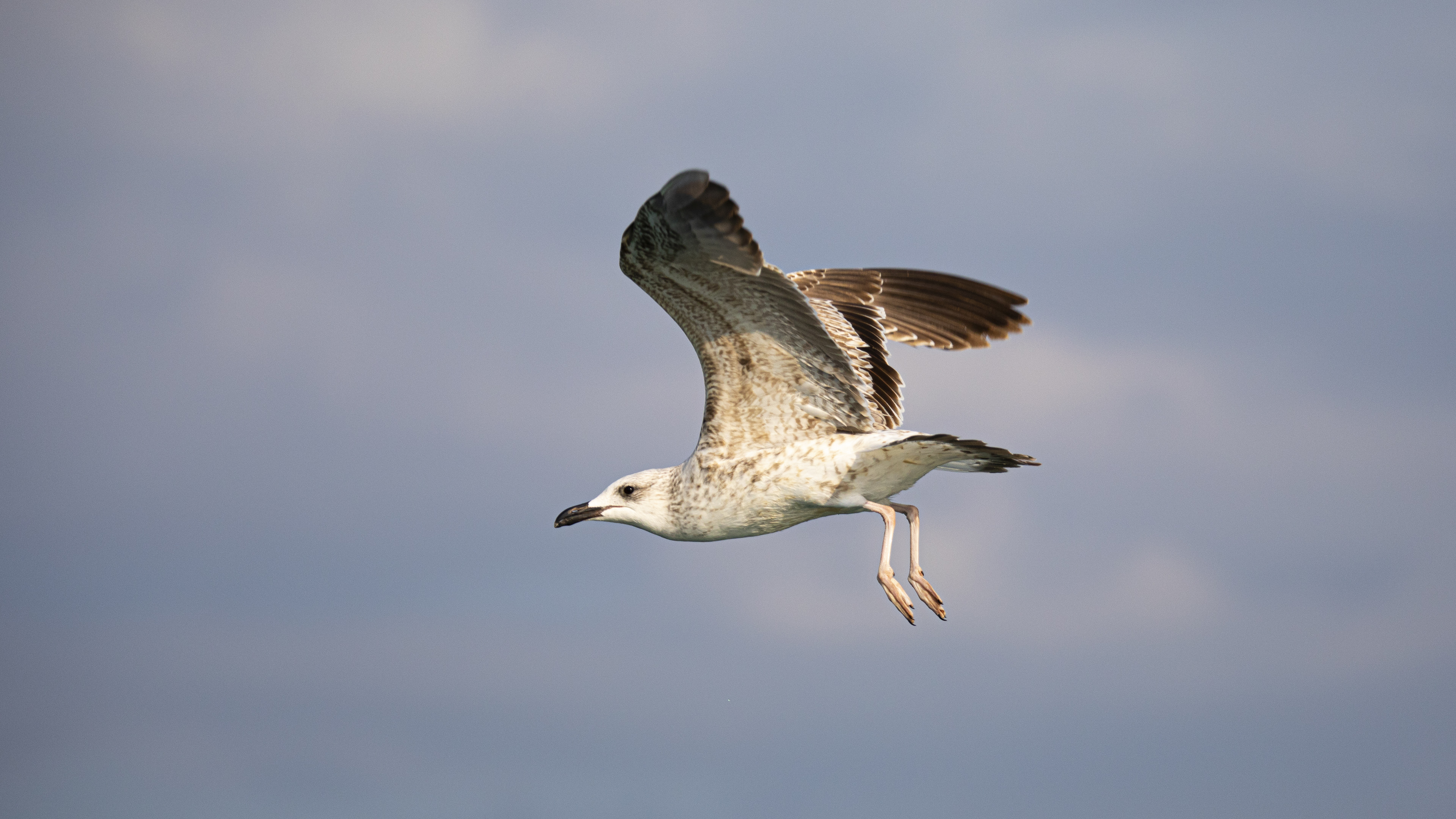 Yellow-legged Gull