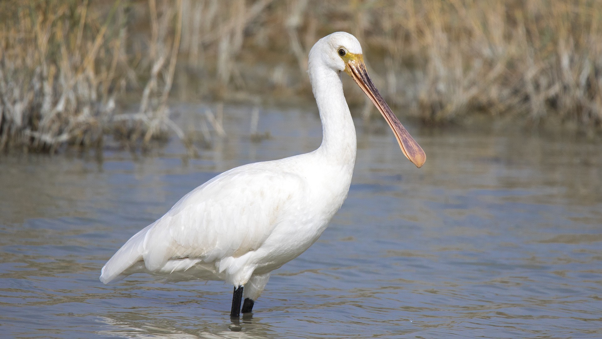 Eurasian Spoonbill