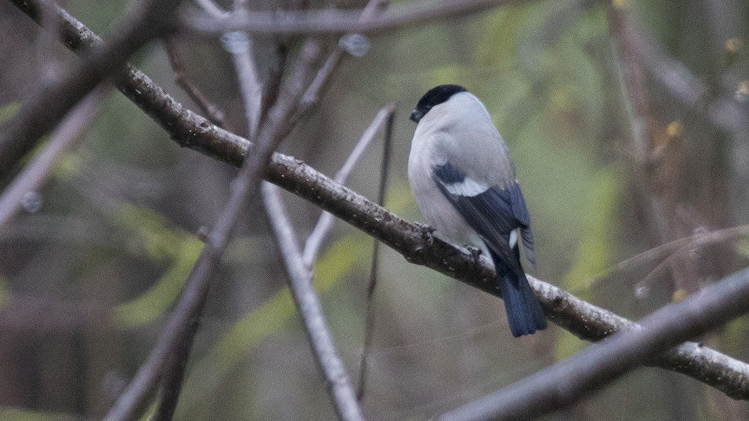 Eurasian Bullfinch