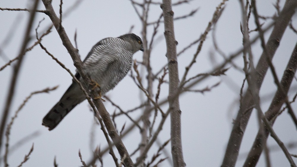 Eurasian Sparrowhawk