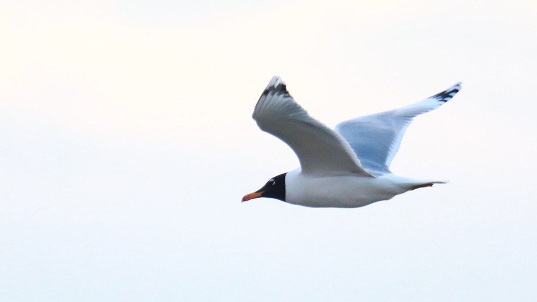 Pallas's Gull