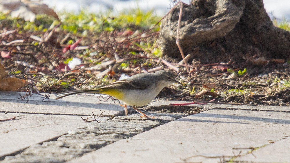 Grey Wagtail