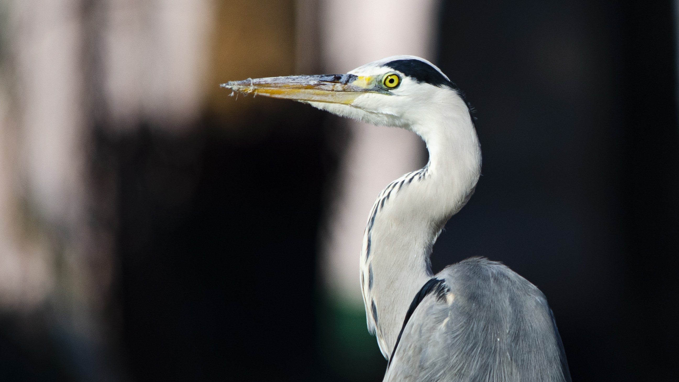 Gray Heron