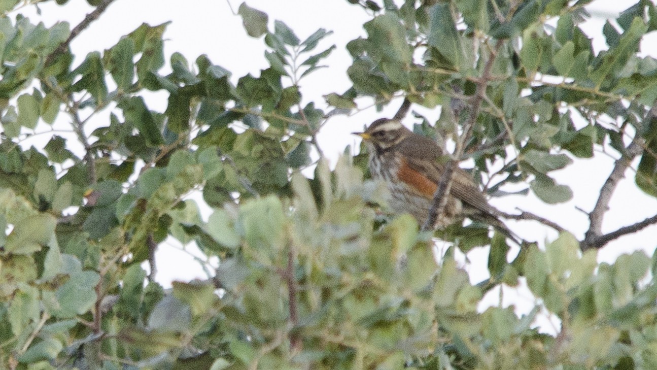 Cirl Bunting