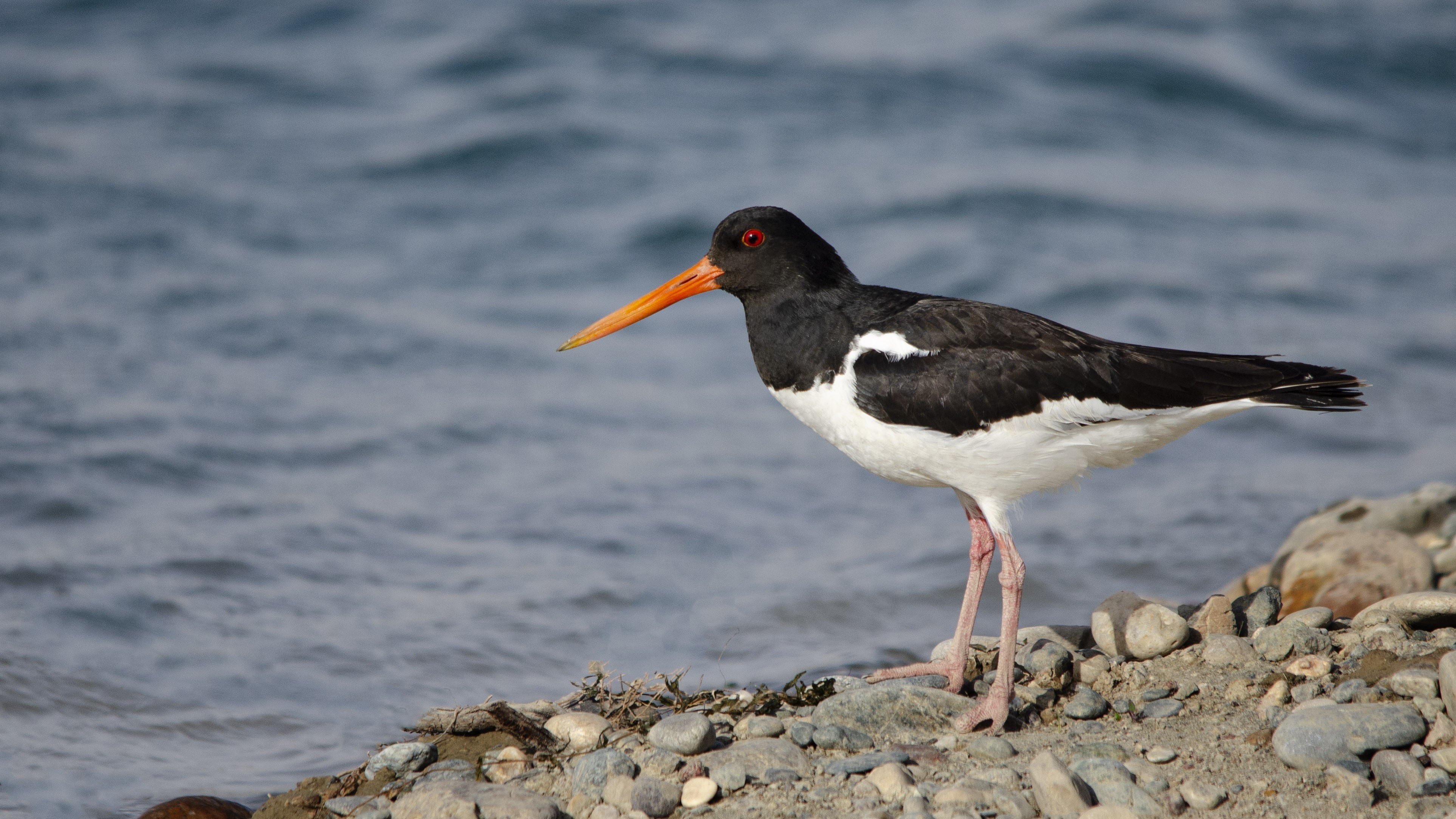 Eurasian Oystercatcher