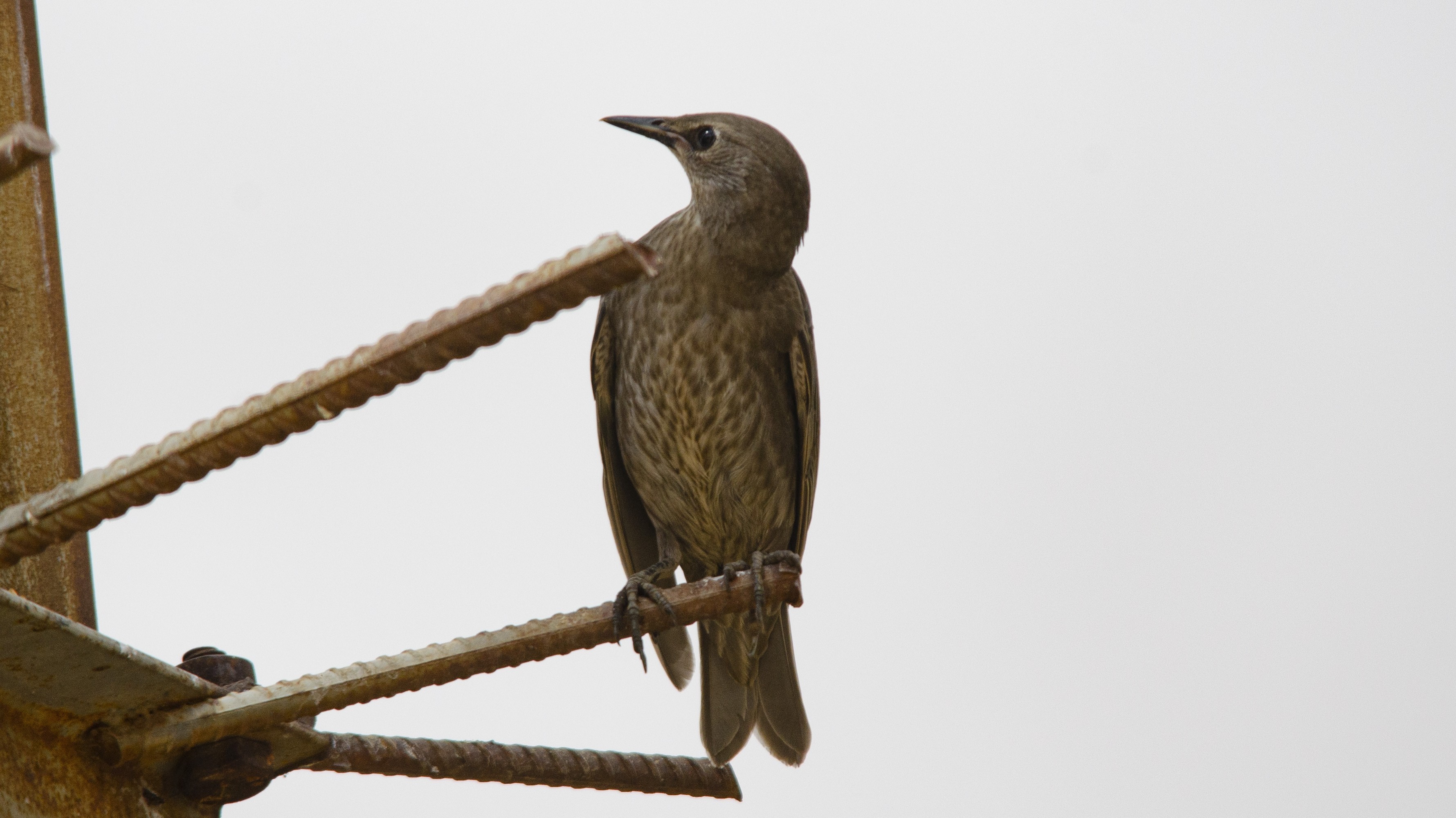 Eurasian Golden Oriole