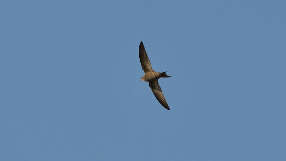 Common Swift