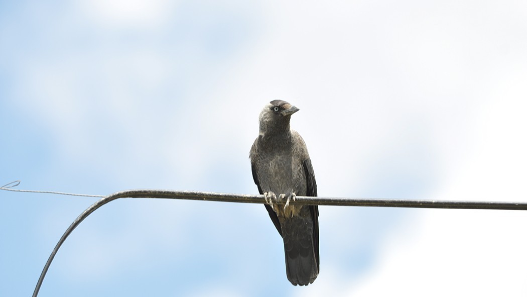 Eurasian Jackdaw