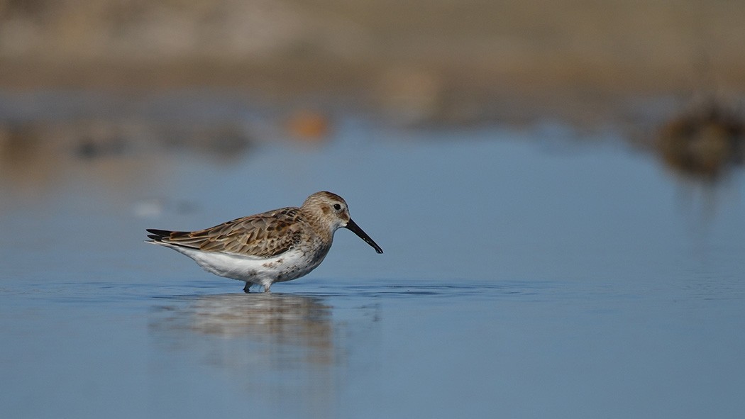 Little Stint