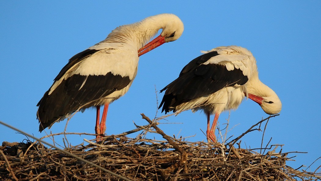 White Stork
