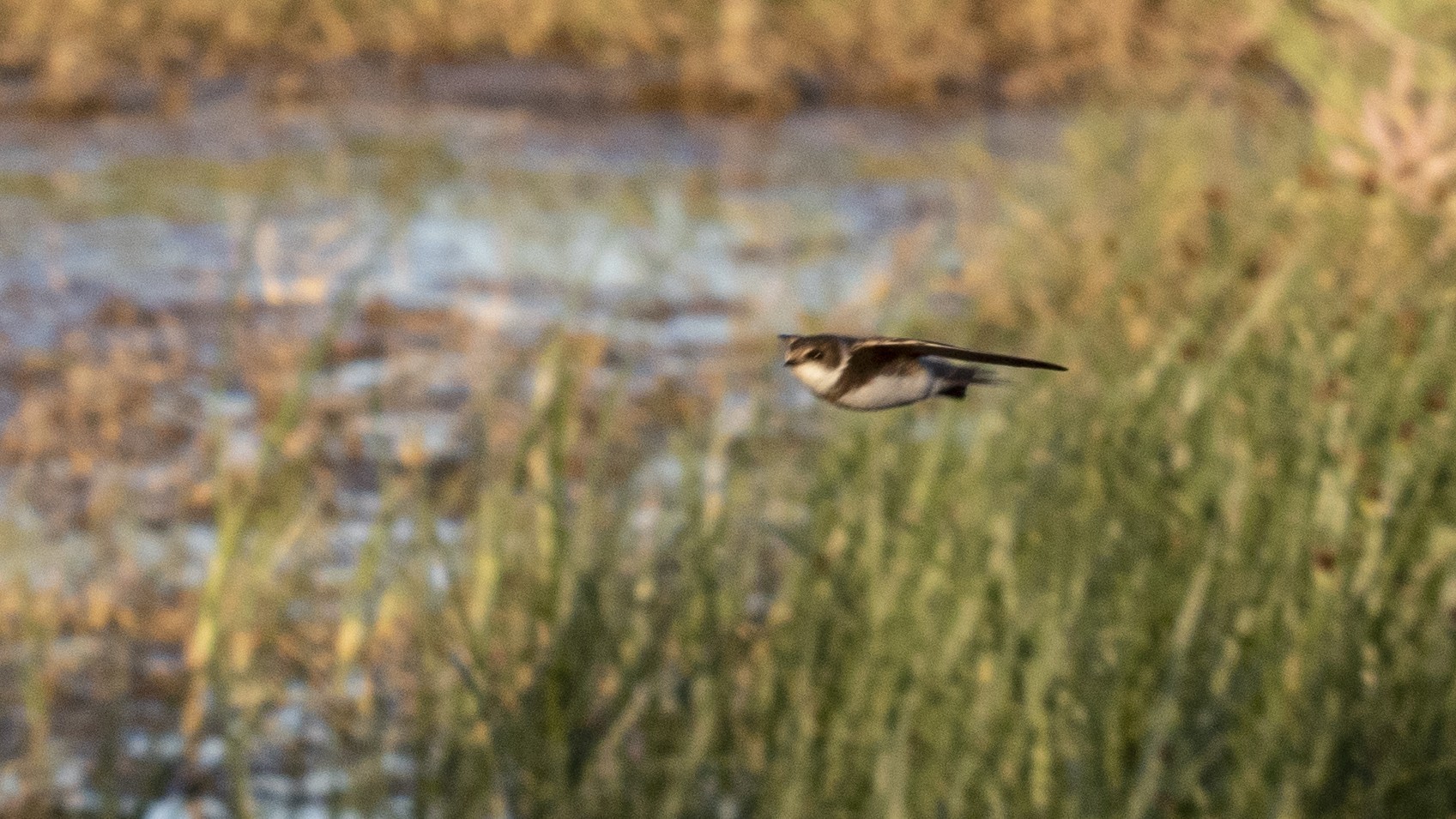 Collared Sand Martin