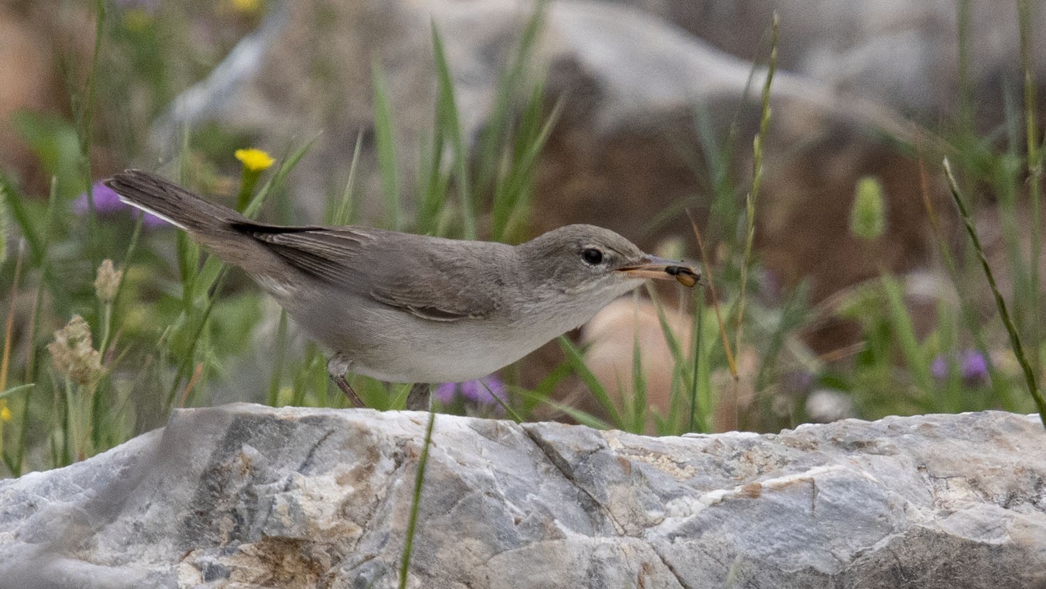 Upcher's Warbler