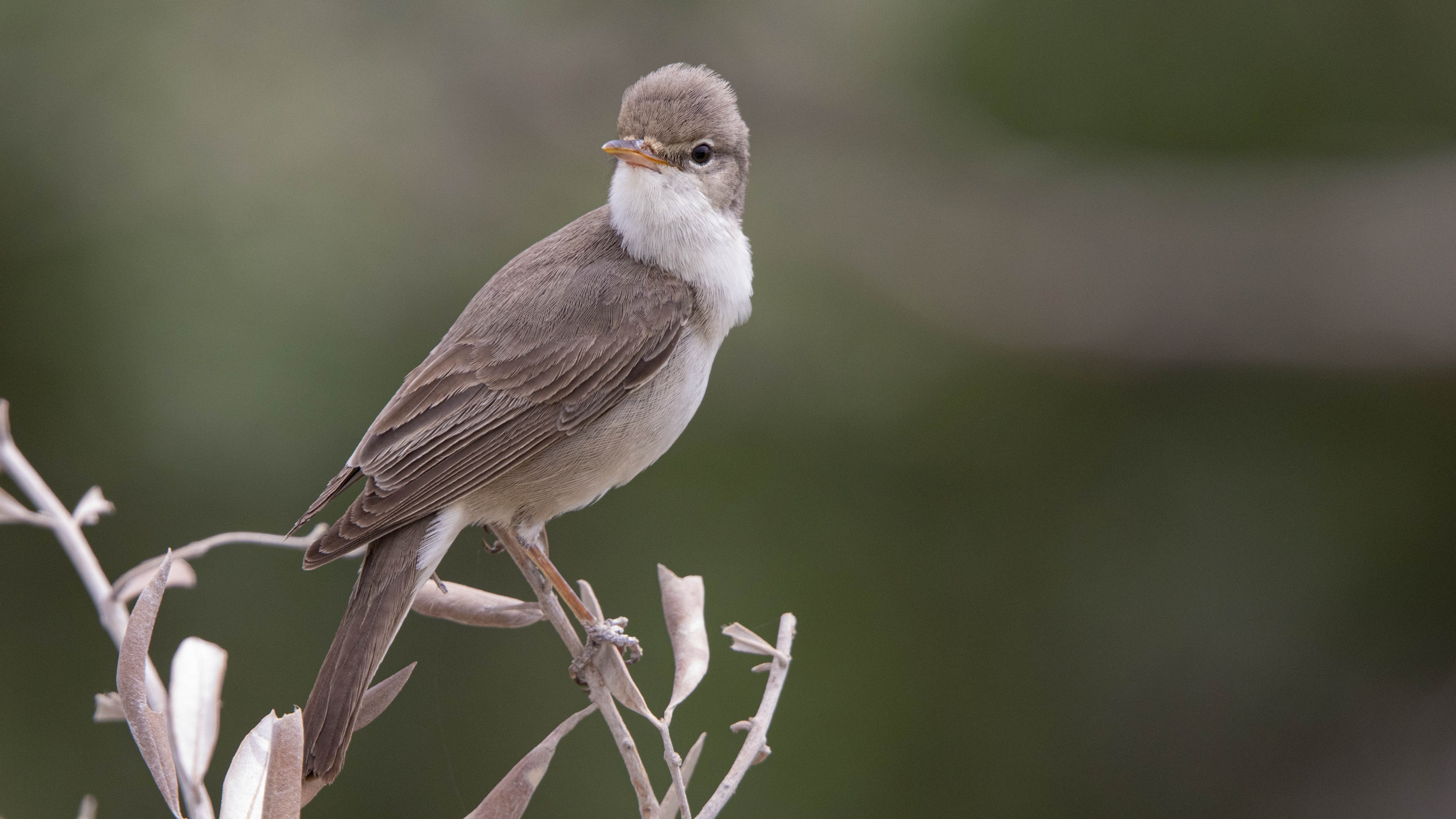 Upcher's Warbler