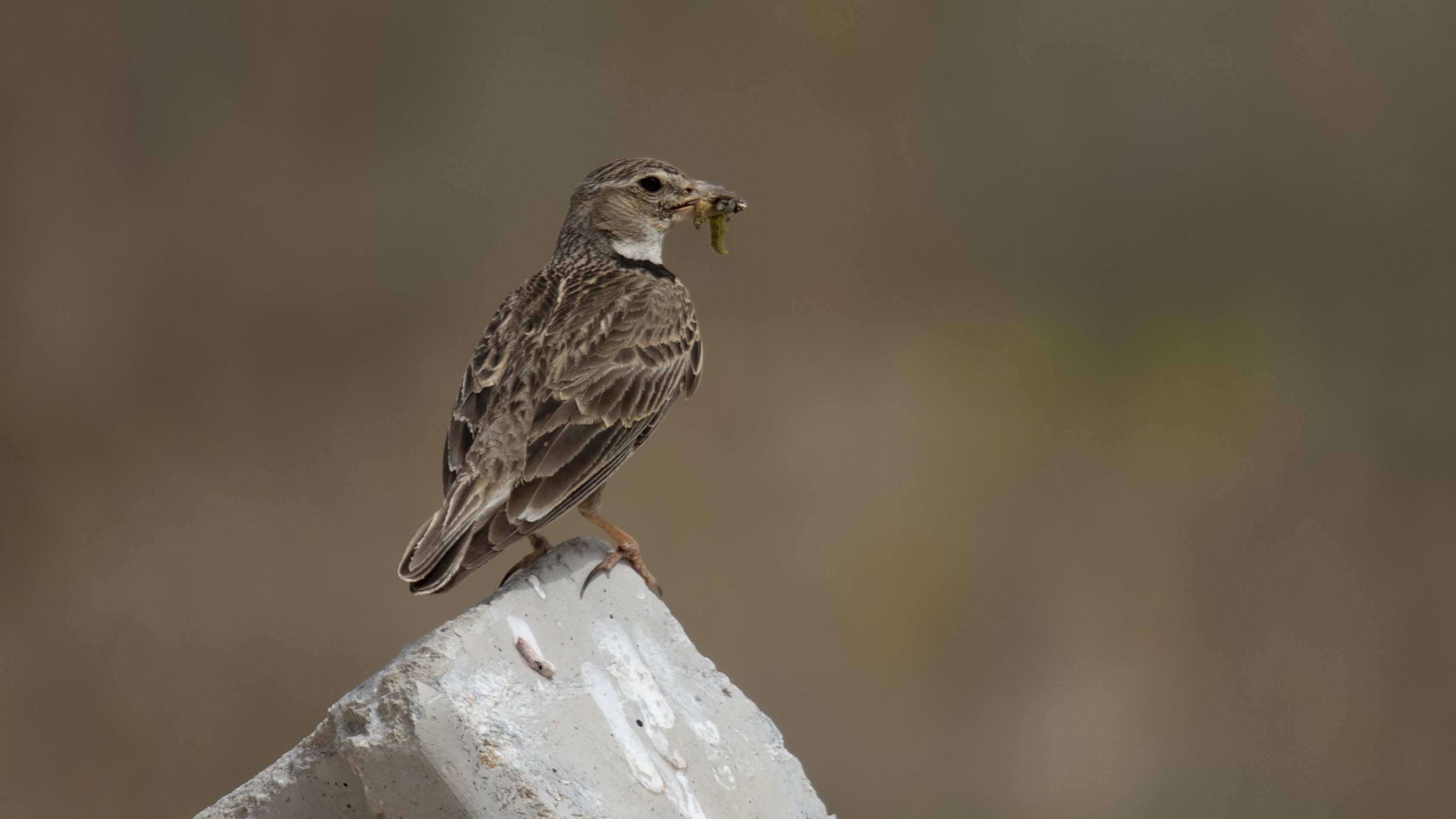 Eurasian Skylark