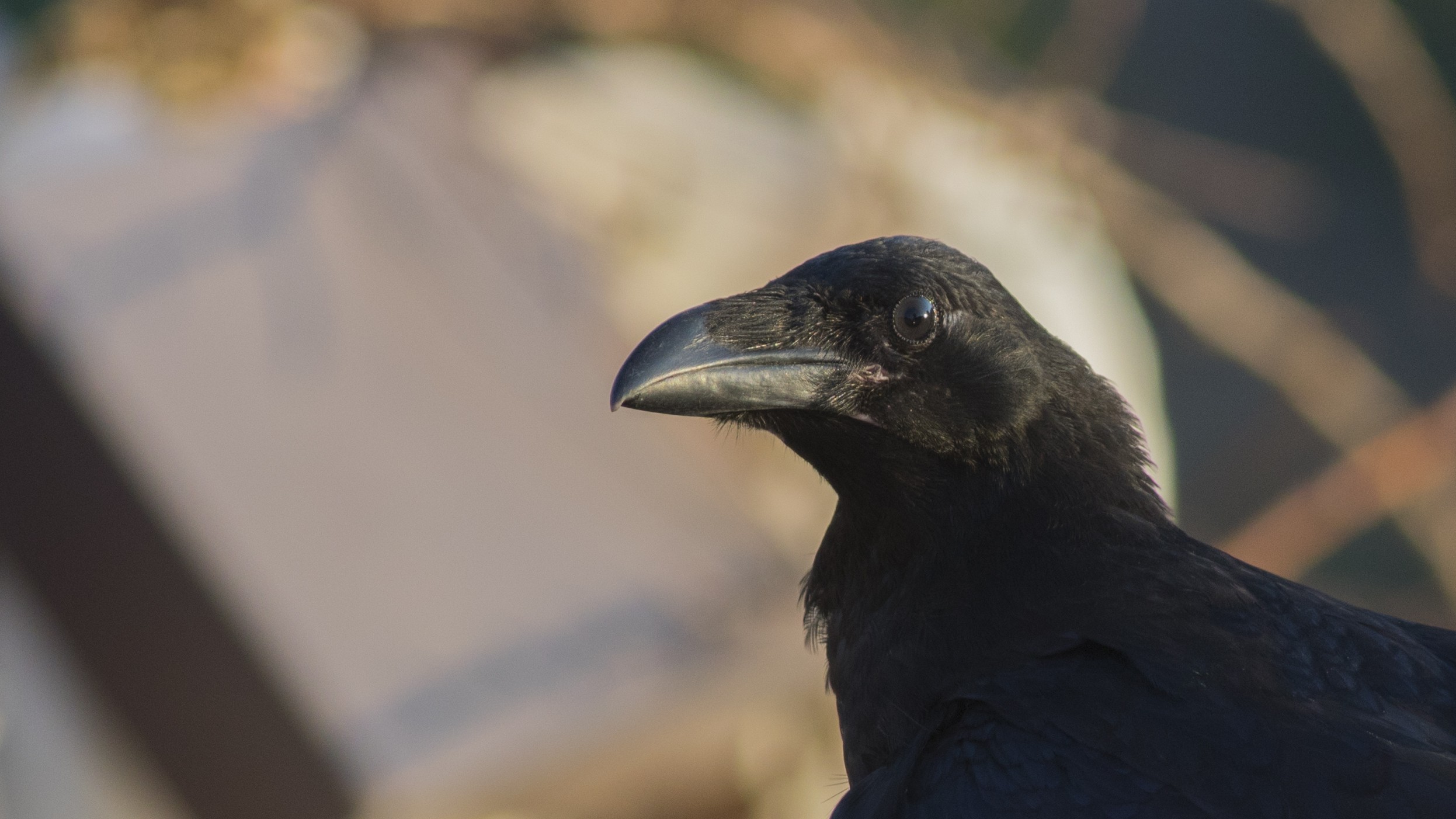 Common Raven