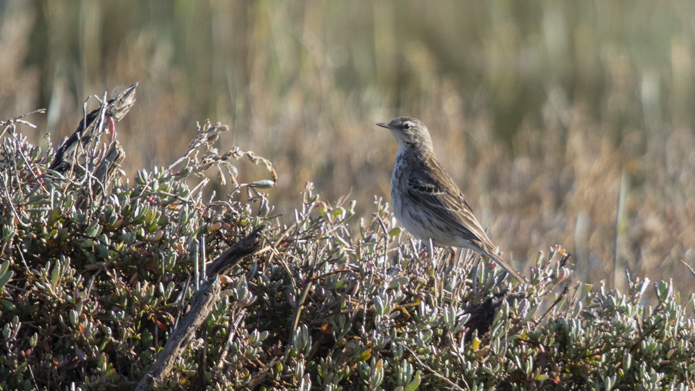 Meadow Pipit