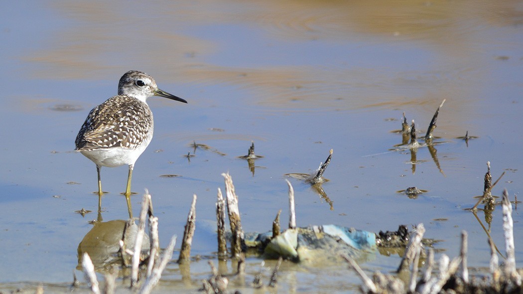 Wood Sandpiper