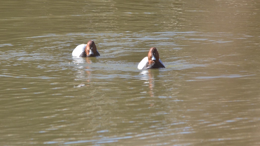 Ferruginous Duck