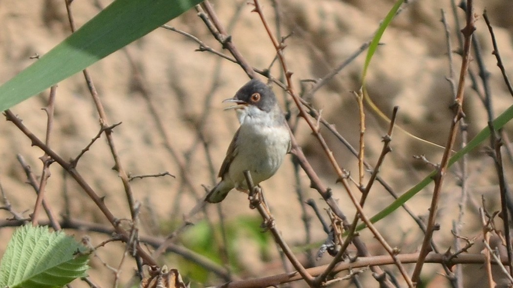 Menetries's Warbler