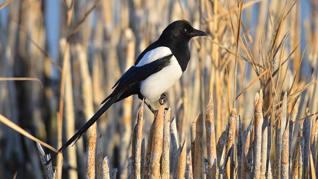 Common Magpie