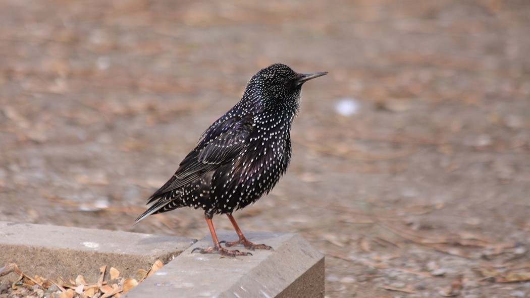 Common Starling